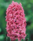 Hyacint Pink Pearl 3 ks, 15/16