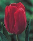 Tulipn Triumph Ile de France 10 ks, 11/12