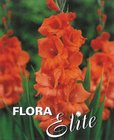 Gladiol Large Flowering Hunting Song 12/14, 10 ks
