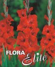 Gladiol Large Flowering Mascagni 12/14, 10 ks