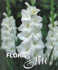 Gladiol Large Flowering White Prosperity 12/14, 10 ks