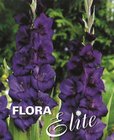 Gladiol Large Flowering Purple Flora 10/12, 10 ks