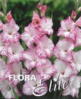 Gladiol Large Flowering My Love 12/14, 10 ks