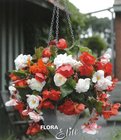 Begonia Odorata Mixed 4/5, 3 ks