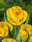 Tulipn pln. pozdn Yellow Pompenette 10 ks, 11/12