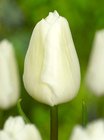 Tulipn jedn. rann White Prince 10 ks, 11/12