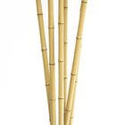 Bambusová tyč, d 10 - 12 mm, 120 cm
