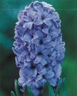 Hyacint Delft Blue 3 ks, 15/16
