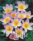 Tulipn botanick bakeri Lilac Wonder 10 ks, 6/7