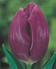 Tulipn jedn. rann Purple Prince 10 ks, 11/12