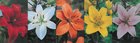Show box S33 Lilium Asiatic Single Coloured 18/20, 5 x 20 ks