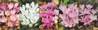 Show box S102 Colchicum podzimn kveten, 5 x 10 ks
