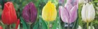 Show box S112 Tulipn Single Early 11/12, 5 x 60 ks