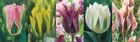 Show box S128 Tulipn Viridiflora 11/12, 5 x 60 ks