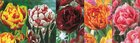 Show box S134 Tulipn Double 11/12, 5 x 60 ks