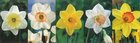 Show box S146 Narcis Large-cupped 12/14, 5 x 30 ks