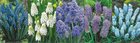 Show box S175 Muscari 8/9, 5 x 100 ks