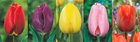 Show box S182 Tulipn Longstemmed 12/+, 5 x 50 ks