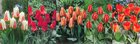 Show box S186 Tulipn Greigii 11/12, 5 x 60 ks