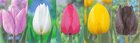 Show box S188 Tulipn Longstemmed 12/+, 5 x 50 ks