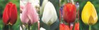 Show box S190 Tulipn Longstemmed 12/+, 5 x 50 ks