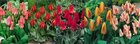 Show box S195 Tulipn Botanical 5 x 60 ks