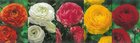 Show box S58 Ranunculus 8/9, 5 x 100 ks
