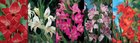 Show box S16 Gladioli Nanus &amp; Colvilli Varieties 8/10, 5 x 80 ks