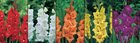 Show box S1 Gladioli in Colours 16/+, 5 x 60 ks