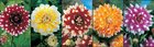 Show box S23 Dahlia Decorative Two Coloured I, 5 x 10 ks