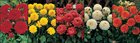 Show box S24 Dahlia Decorative Border Varieties, 5 x 10 ks